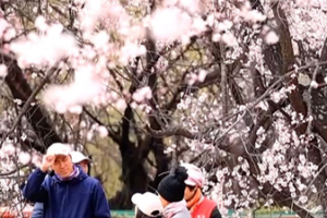 Pink Paradise: Nyingchi's Peach Blossoms Bloom in Spring 2026 🌸 video poster