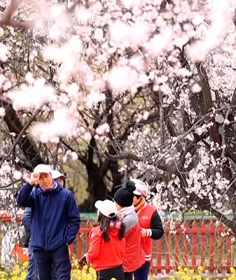 Pink Paradise: Nyingchi's Peach Blossoms Bloom in Spring 2026 🌸 video poster
