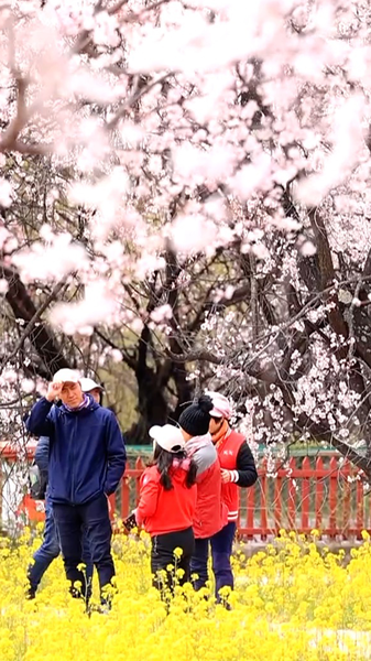 Pink Paradise: Nyingchi's Peach Blossoms Bloom in Spring 2026 🌸 video poster