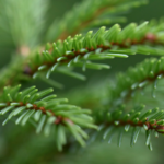 Russian Breakthrough: Spruce Extract Could Revolutionize Blood Clot Treatments 🌲💉
