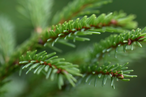 Russian Breakthrough: Spruce Extract Could Revolutionize Blood Clot Treatments 🌲💉