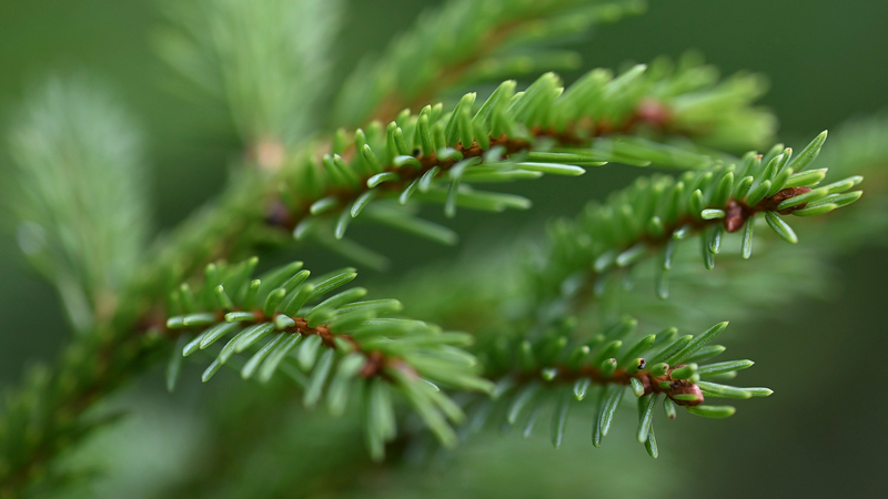 Russian Breakthrough: Spruce Extract Could Revolutionize Blood Clot Treatments 🌲💉