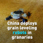 BVUBLTHZQNWR8JOF3NWL - 🌍NewspaperAmigo – Your Global News Buddy 🗞️ China Deploys AI-Powered Grain Robots to Boost Efficiency 🌾🤖 video poster