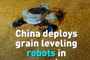 China Deploys AI-Powered Grain Robots to Boost Efficiency 🌾🤖 video poster