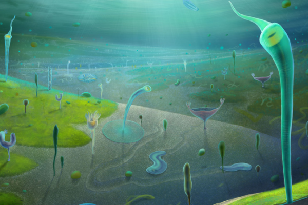 Ancient Animal Fossils Rewrite Evolutionary History 🌍🔍