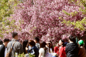 China's Qingming Holiday Sees 845M Trips as Spring Travel Booms 🌸🚄