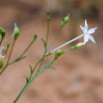 Chinese Scientists Crack Nicotine Mystery in Plants 🌱🔬