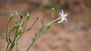 Chinese Scientists Crack Nicotine Mystery in Plants 🌱🔬