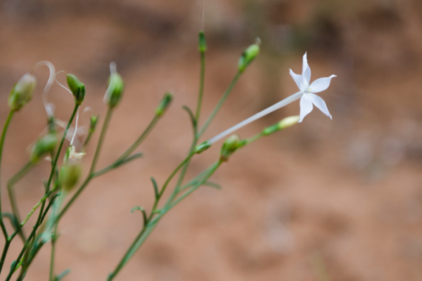 Chinese Scientists Crack Nicotine Mystery in Plants 🌱🔬