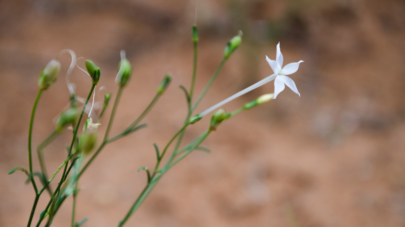 Chinese Scientists Crack Nicotine Mystery in Plants 🌱🔬
