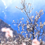 Nyingchi's Duodang Village Blooms Into a Pink Paradise 🌸🏔️ video poster