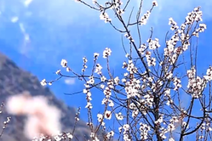 Nyingchi's Duodang Village Blooms Into a Pink Paradise 🌸🏔️ video poster