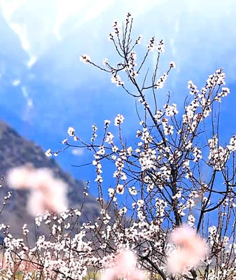 Nyingchi's Duodang Village Blooms Into a Pink Paradise 🌸🏔️ video poster