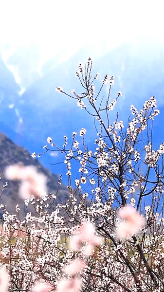Nyingchi's Duodang Village Blooms Into a Pink Paradise 🌸🏔️ video poster