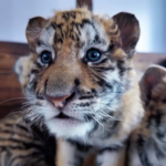 🦁 Adorable Siberian Tiger Cubs Celebrate 1-Month Milestone in NE China! video poster