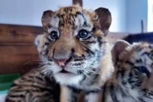 🦁 Adorable Siberian Tiger Cubs Celebrate 1-Month Milestone in NE China! video poster