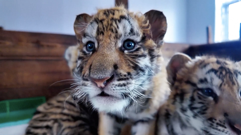 🦁 Adorable Siberian Tiger Cubs Celebrate 1-Month Milestone in NE China! video poster