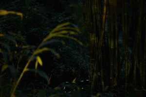 Fireflies Light Up Sichuan Nights After Eco Revival 🌟🦋