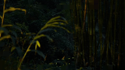 Fireflies Light Up Sichuan Nights After Eco Revival 🌟🦋