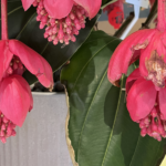 Tropical Blooms Transform Beijing's Beihai Park 🌺🏯