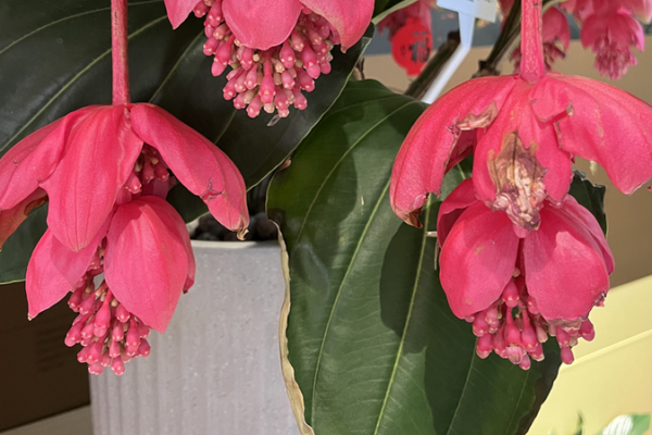 Tropical Blooms Transform Beijing's Beihai Park 🌺🏯