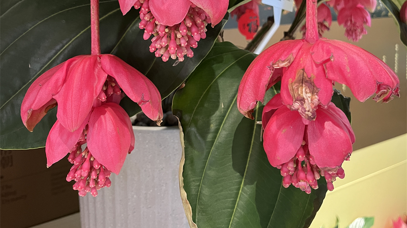 DZIRVFNN3JHKD6M39KN2 - 🌍NewspaperAmigo – Your Global News Buddy 🗞️ Tropical Blooms Transform Beijing's Beihai Park 🌺🏯