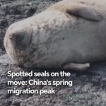 Spotted Seals Spring Migration Hits Peak in 2026 🌊🔍 Spotted Seals Spring Migration Hits Peak in 2026 🌊🔍 video poster