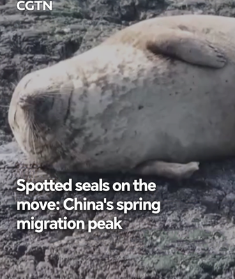 Spotted Seals Spring Migration Hits Peak in 2026 🌊🔍 video poster