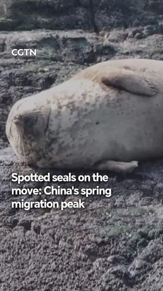Spotted Seals Spring Migration Hits Peak in 2026 🌊🔍 video poster