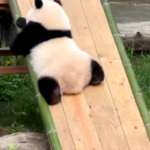 Panda Prodigy Qi Sanmei Masters Adorable Slide Trick 🐼✨ video poster