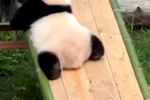 Panda Prodigy Qi Sanmei Masters Adorable Slide Trick 🐼✨ video poster