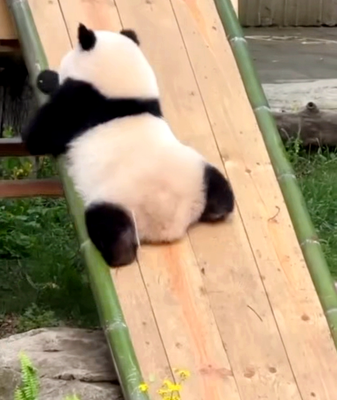Panda Prodigy Qi Sanmei Masters Adorable Slide Trick 🐼✨ video poster