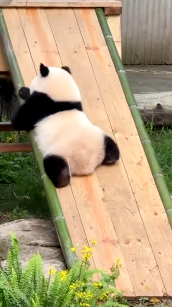 EQ0NPMJB609DZMNPNNSP - 🌍NewspaperAmigo – Your Global News Buddy 🗞️ Panda Prodigy Qi Sanmei Masters Adorable Slide Trick 🐼✨ video poster