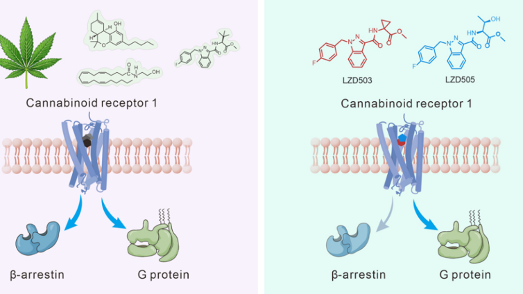 Chinese Scientists Develop Breakthrough Addiction-Free Pain Relief 🌱💊