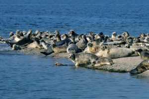 Endangered_Caspian_Seals_Found_Dead_in_Kazakhstan__2026_Update