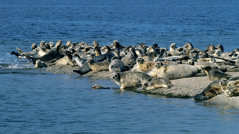Endangered_Caspian_Seals_Found_Dead_in_Kazakhstan__2026_Update