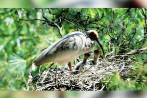 Spring’s Wild Awakening: Nesting Wars & New Life 🌸🐦 video poster