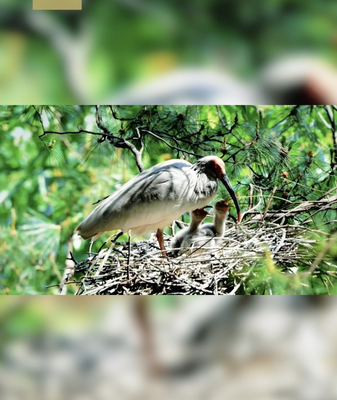 Spring’s Wild Awakening: Nesting Wars & New Life 🌸🐦 video poster