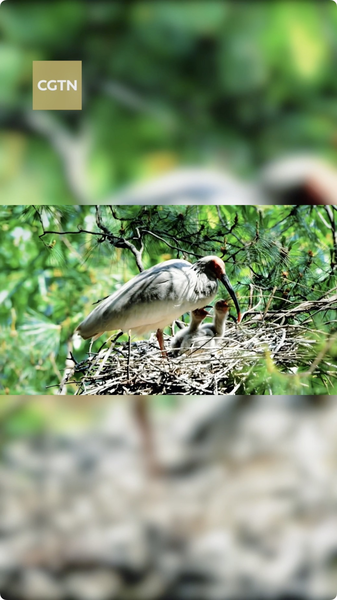 Spring’s Wild Awakening: Nesting Wars & New Life 🌸🐦 video poster