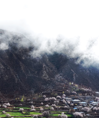 Niwu’s Peach Blossom Festival Blooms in Xizang’s ‘Little Jiangnan’ 🌸🏔️ video poster