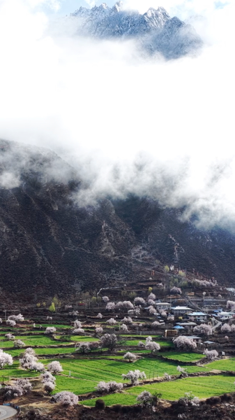 Niwu’s Peach Blossom Festival Blooms in Xizang’s ‘Little Jiangnan’ 🌸🏔️ video poster