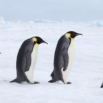 Emperor Penguins & Antarctic Fur Seals Declared Endangered 🐧🚨