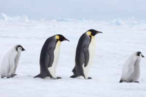 Emperor Penguins & Antarctic Fur Seals Declared Endangered 🐧🚨