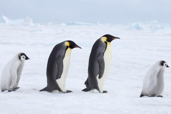 Emperor Penguins & Antarctic Fur Seals Declared Endangered 🐧🚨