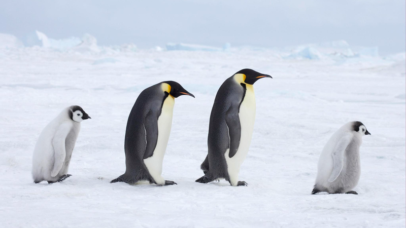 Emperor Penguins & Antarctic Fur Seals Declared Endangered 🐧🚨