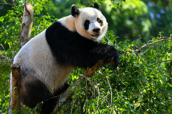 Panda Bros Steal Spotlight at Hainan Expo 🐼✨ video poster