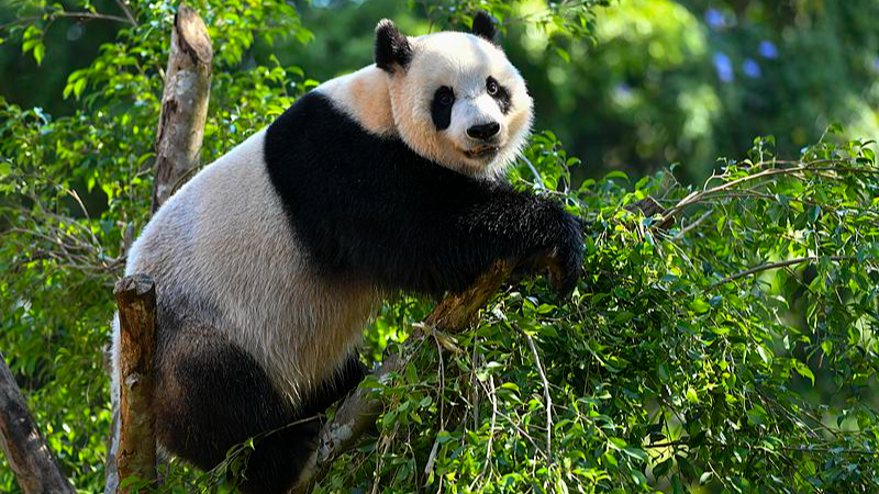Panda Bros Steal Spotlight at Hainan Expo 🐼✨ video poster