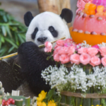 Panda Bros Gong Gong & Shun Shun Steal the Show at Hainan Expo 🐼🌴 video poster