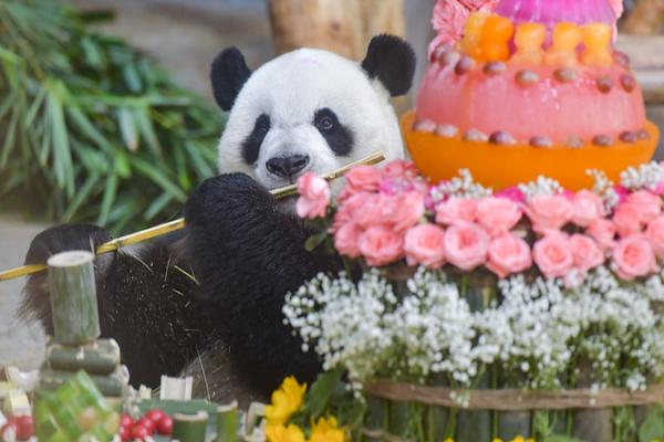 Panda Bros Gong Gong & Shun Shun Steal the Show at Hainan Expo 🐼🌴 video poster