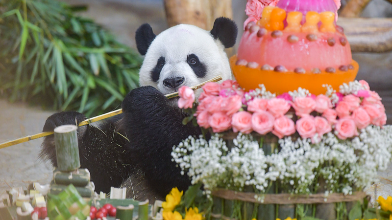 Panda Bros Gong Gong & Shun Shun Steal the Show at Hainan Expo 🐼🌴 video poster